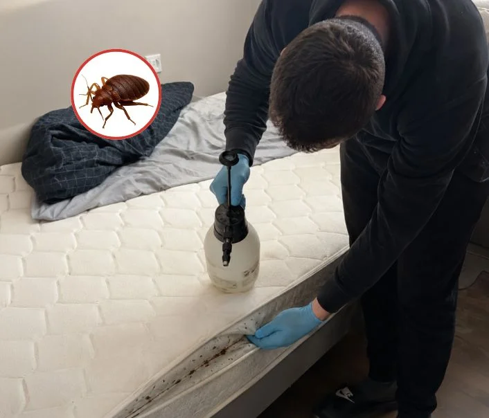 Technicien traitant un matelas contre les punaises de lit à Belloy-en-France
